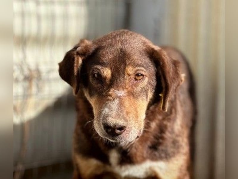 SANTO - liebenswerter SENIOR sucht warmes Körbchen