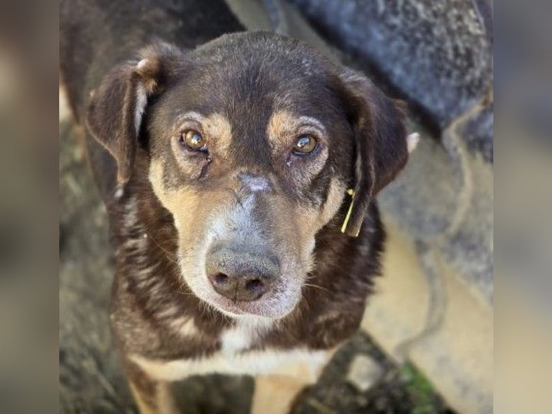 SANTO - liebenswerter SENIOR sucht warmes Körbchen