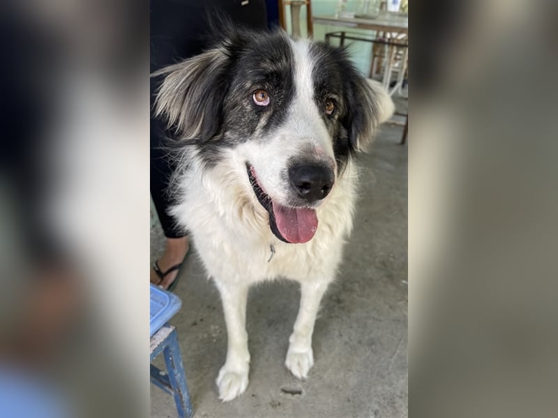 Rudolf, geb. ca. 01/2023, lebt in GRIECHENLAND, auf einer privaten Pflegestelle