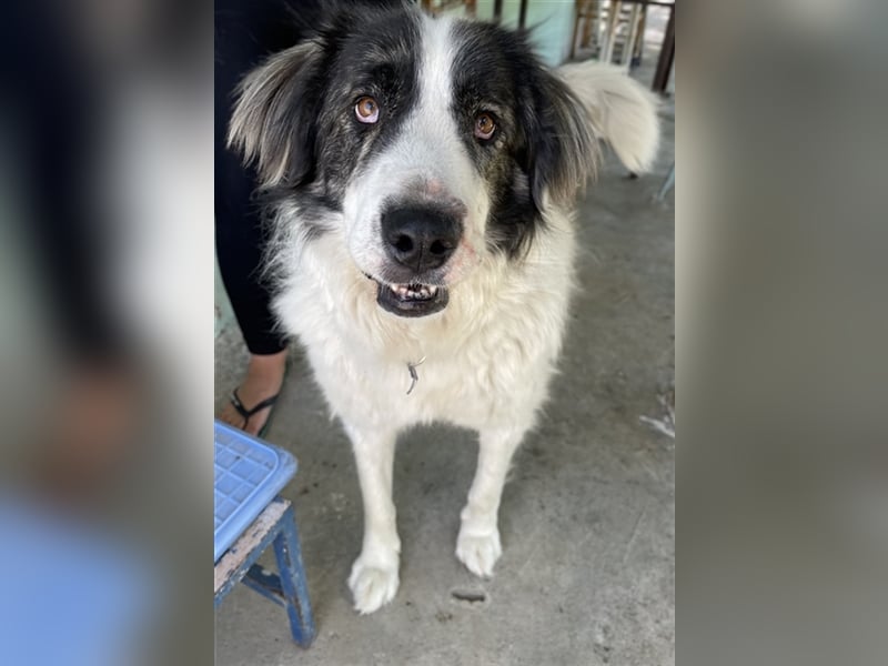 Rudolf, geb. ca. 01/2023, lebt in GRIECHENLAND, auf einer privaten Pflegestelle