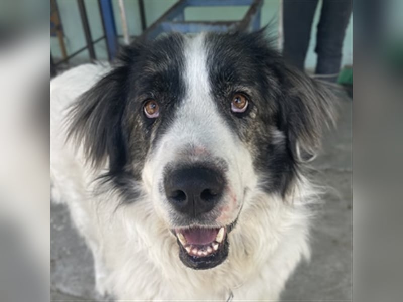 Rudolf, geb. ca. 01/2023, lebt in GRIECHENLAND, auf einer privaten Pflegestelle