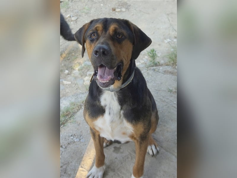 Boris, geb. ca. 06/2019, lebt in GRIECHENLAND, auf einer privaten Pflegestelle