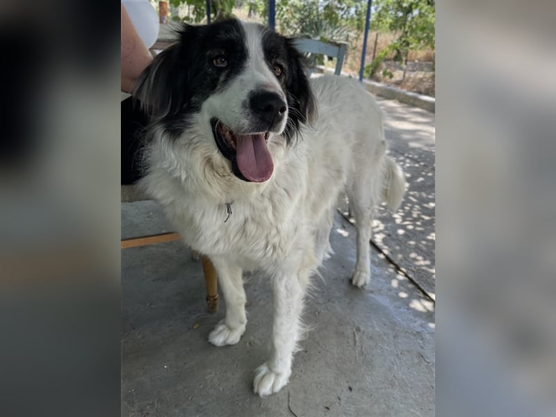 Rudolf, geb. ca. 01/2023, lebt in GRIECHENLAND, auf einer privaten Pflegestelle