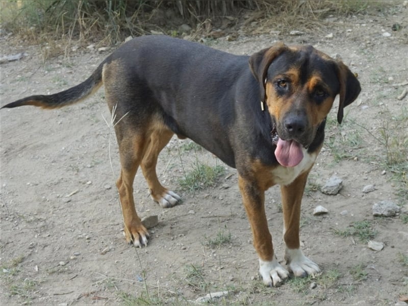 Boris, geb. ca. 06/2019, lebt in GRIECHENLAND, auf einer privaten Pflegestelle