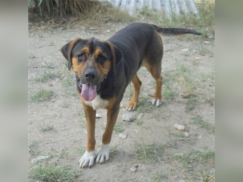 Boris, geb. ca. 06/2019, lebt in GRIECHENLAND, auf einer privaten Pflegestelle