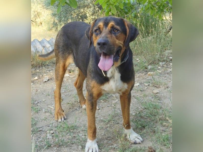 Boris, geb. ca. 06/2019, lebt in GRIECHENLAND, auf einer privaten Pflegestelle