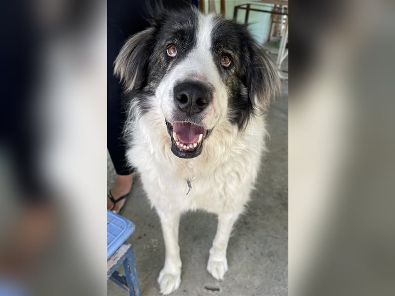 Rudolf, geb. ca. 01/2023, lebt in GRIECHENLAND, auf einer privaten Pflegestelle