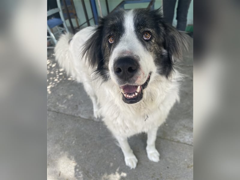 Rudolf, geb. ca. 01/2023, lebt in GRIECHENLAND, auf einer privaten Pflegestelle