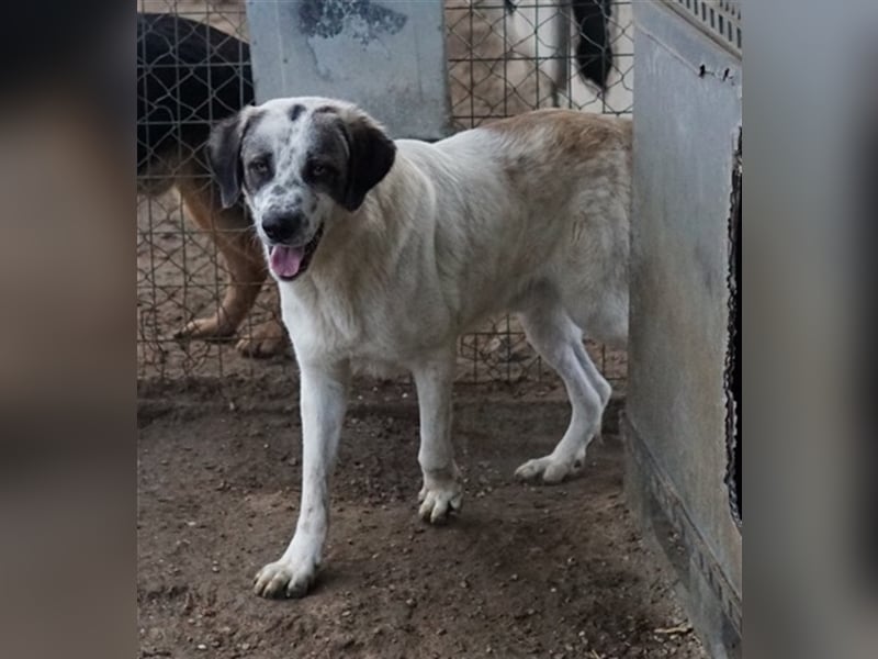 Joni, geb. ca. 11/2021, lebt in GRIECHENLAND, im städt. Tierheim Serres