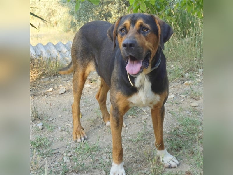 Boris, geb. ca. 06/2019, lebt in GRIECHENLAND, auf einer privaten Pflegestelle