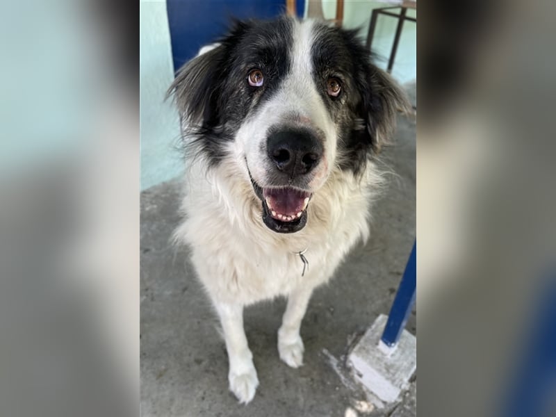 Rudolf, geb. ca. 01/2023, lebt in GRIECHENLAND, auf einer privaten Pflegestelle