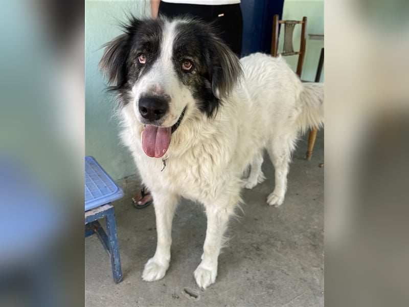 Rudolf, geb. ca. 01/2023, lebt in GRIECHENLAND, auf einer privaten Pflegestelle