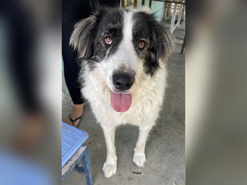 Rudolf, geb. ca. 01/2023, lebt in GRIECHENLAND, auf einer privaten Pflegestelle