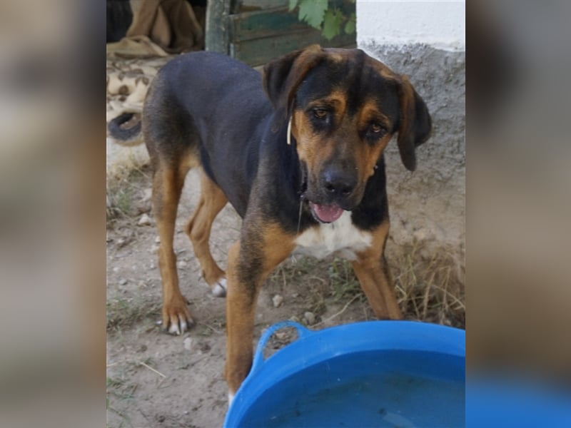 Boris, geb. ca. 06/2019, lebt in GRIECHENLAND, auf einer privaten Pflegestelle