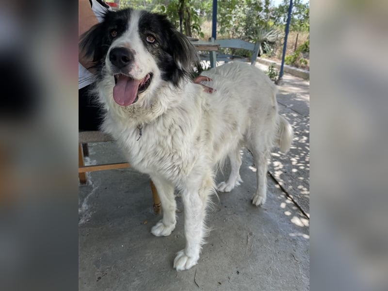 Rudolf, geb. ca. 01/2023, lebt in GRIECHENLAND, auf einer privaten Pflegestelle