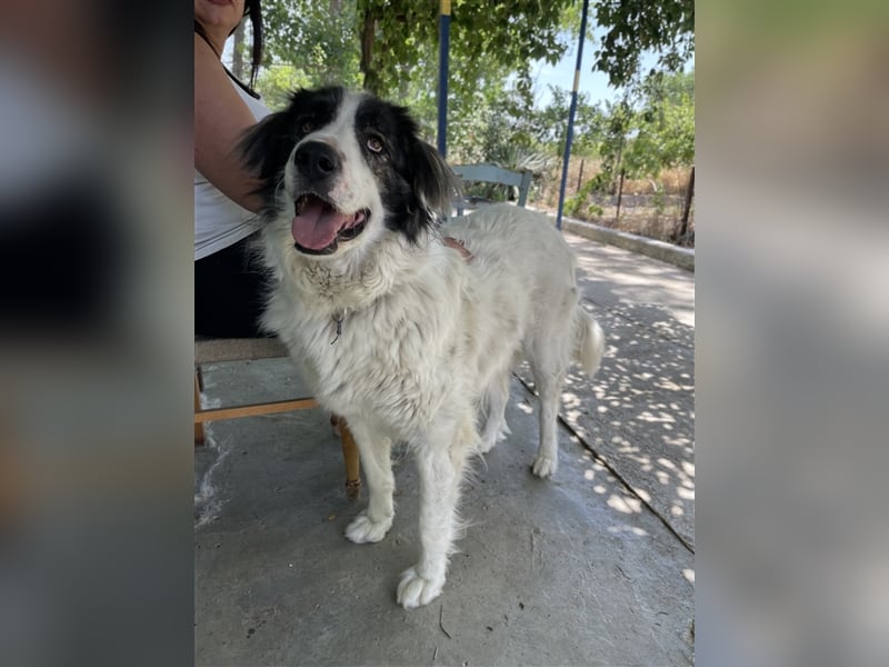 Rudolf, geb. ca. 01/2023, lebt in GRIECHENLAND, auf einer privaten Pflegestelle