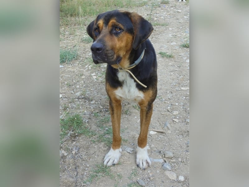 Boris, geb. ca. 06/2019, lebt in GRIECHENLAND, auf einer privaten Pflegestelle