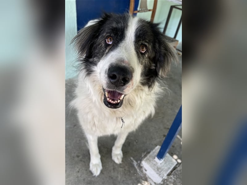 Rudolf, geb. ca. 01/2023, lebt in GRIECHENLAND, auf einer privaten Pflegestelle