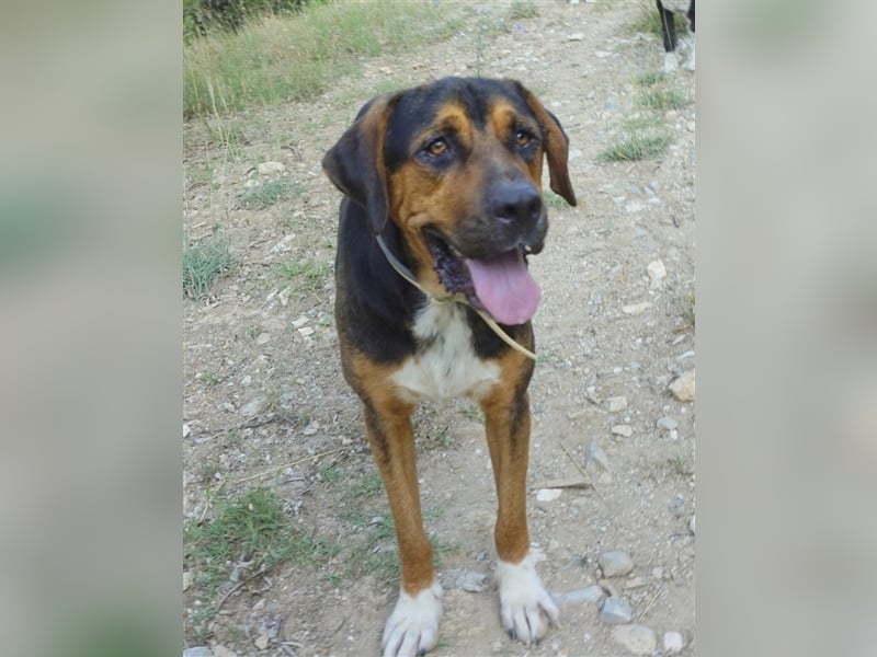 Boris, geb. ca. 06/2019, lebt in GRIECHENLAND, auf einer privaten Pflegestelle