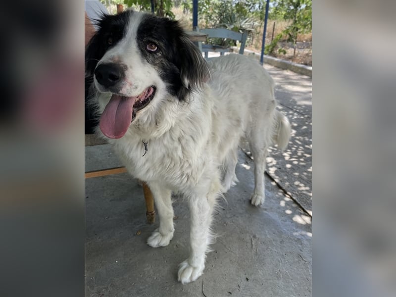 Rudolf, geb. ca. 01/2023, lebt in GRIECHENLAND, auf einer privaten Pflegestelle