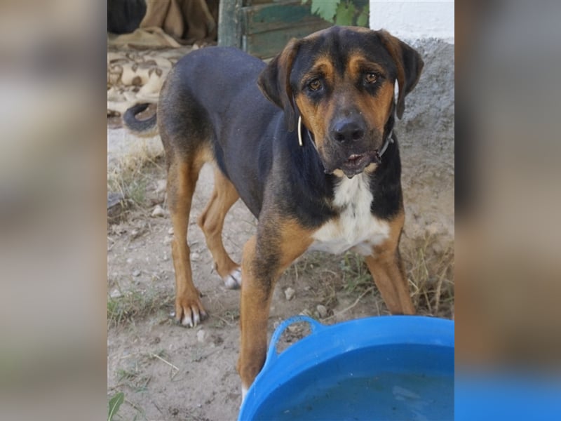 Boris, geb. ca. 06/2019, lebt in GRIECHENLAND, auf einer privaten Pflegestelle