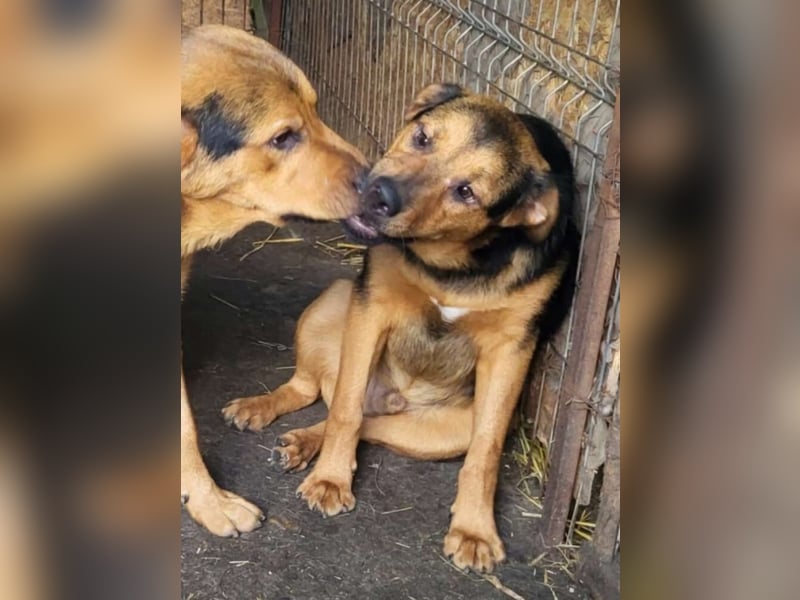 Kalle sucht ein neues Zuhause