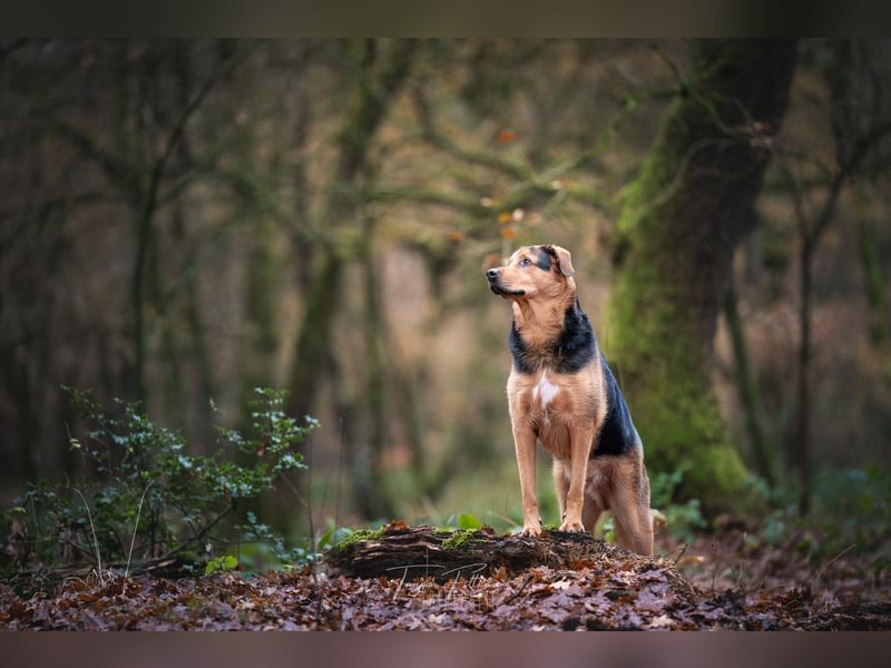 Kalle sucht ein neues Zuhause