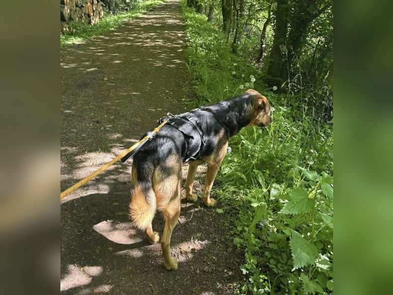 Kalle sucht ein neues Zuhause