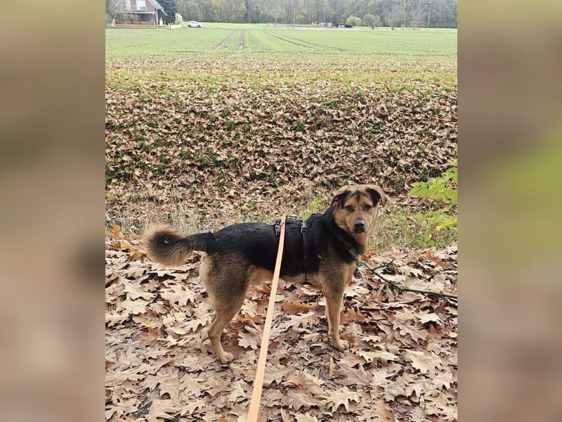 Kalle sucht ein neues Zuhause