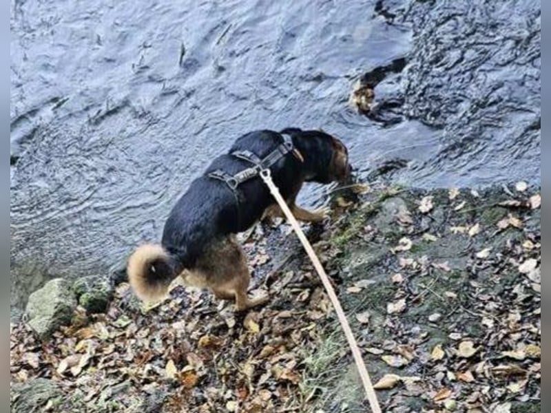 Kalle sucht ein neues Zuhause