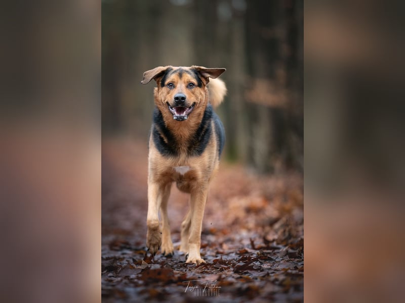 Kalle sucht ein neues Zuhause
