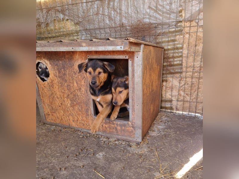 Kalle sucht ein neues Zuhause