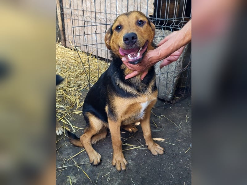 Kalle sucht ein neues Zuhause