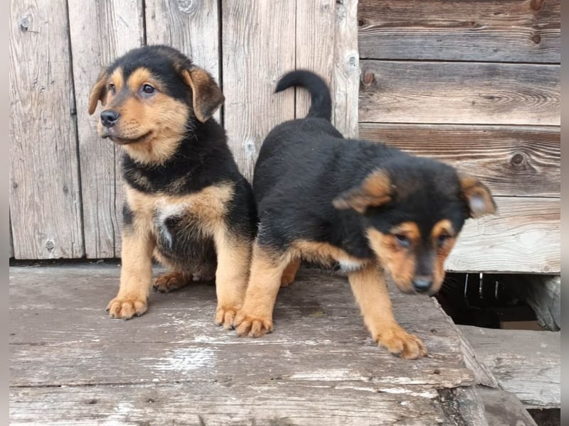 Kalle sucht ein neues Zuhause