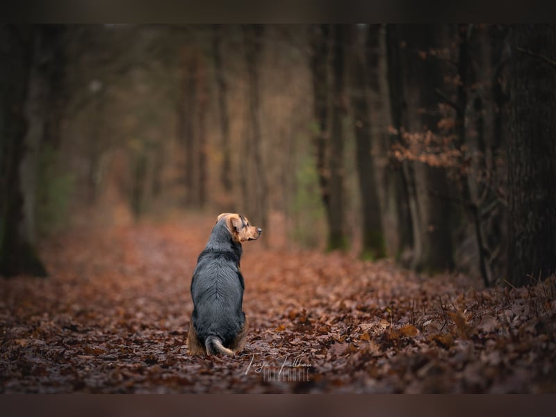 Kalle sucht ein neues Zuhause