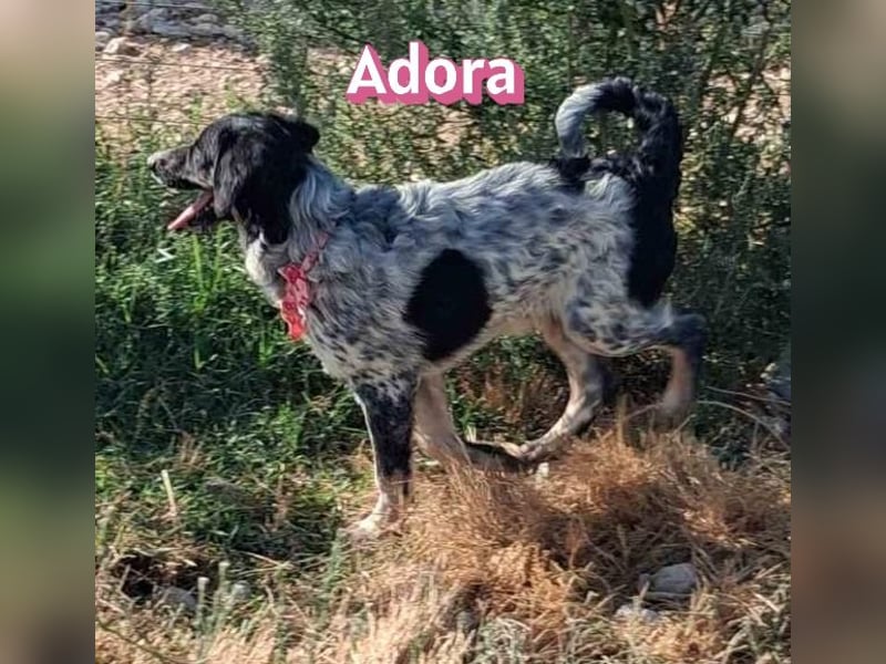 Adora, 03/26 - Mäuschen sucht Häuschen