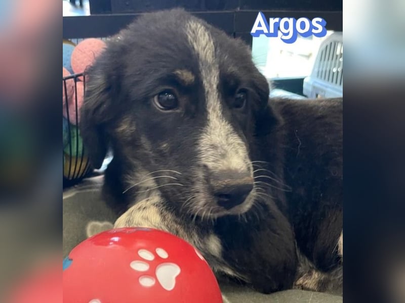 Argos, 03/26 - Wuschelkopf sucht seine Menschen