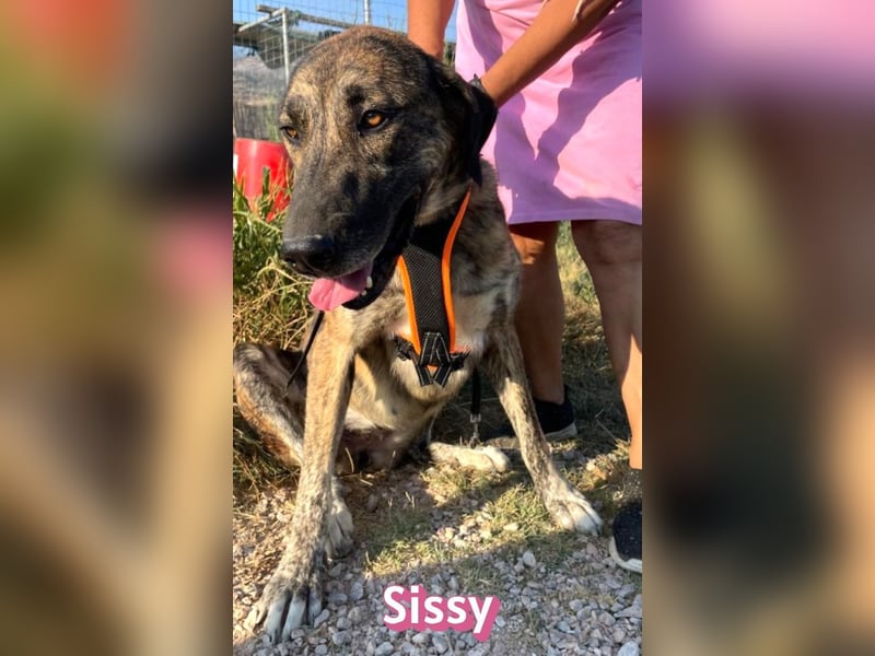 Sissy, 05/24 - schön wie die Namensvetterin