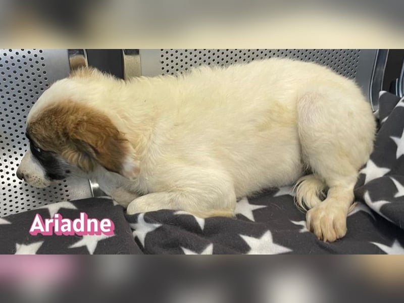 Ariadne, 03/26 - Baby sucht Familie