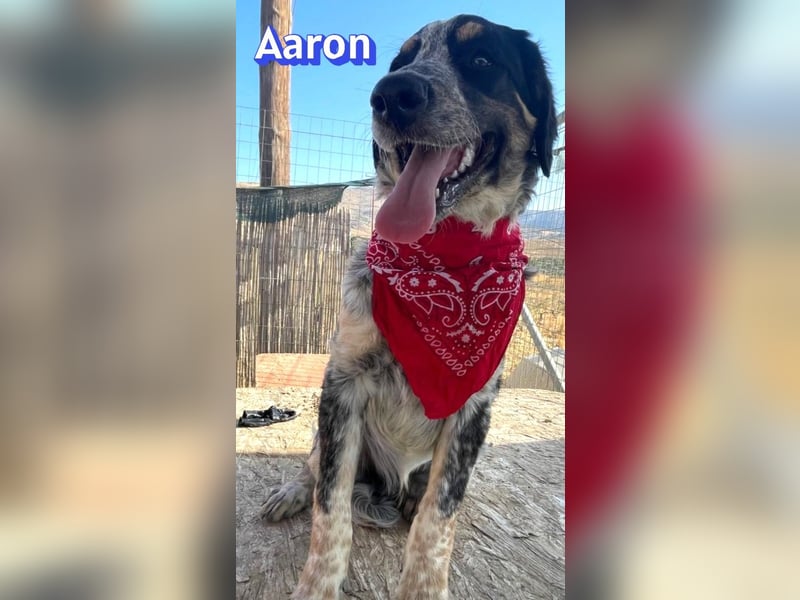 Aaron, 03/26 - möchte dein Leben bunter machen!