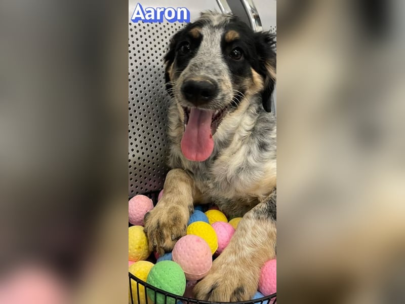 Aaron, 03/26 - möchte dein Leben bunter machen!