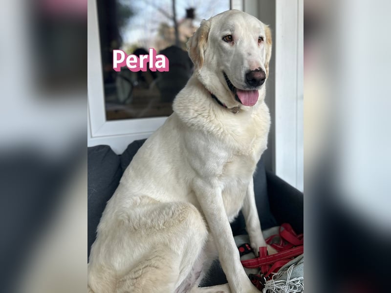 Perla, 05/22  - eine wahre Perle  wartet in 64756 Mossautal