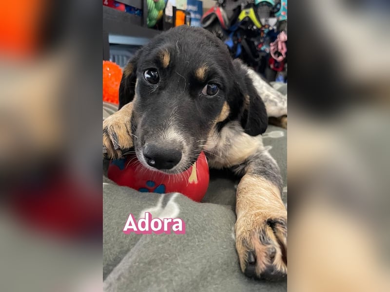 Adora, 03/26 - Mäuschen sucht Häuschen