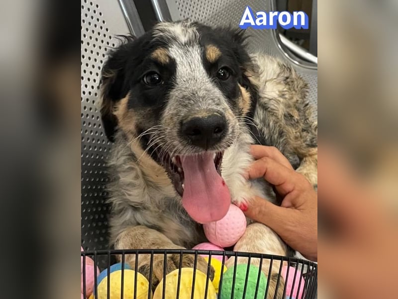 Aaron, 03/26 - möchte dein Leben bunter machen!