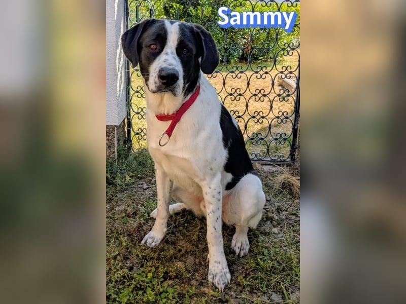 Sammy, 05/25 - verliert unverschuldet sein Zuhause, 66740 Saarlouis