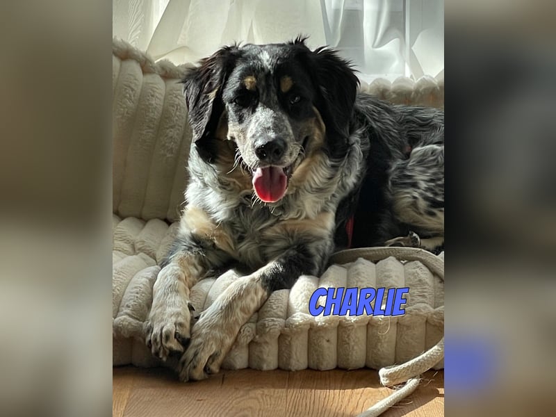 Aaron/Charlie 03/26 - fröhlicher Kerl wartet auf PS in 64646 Heppenheim