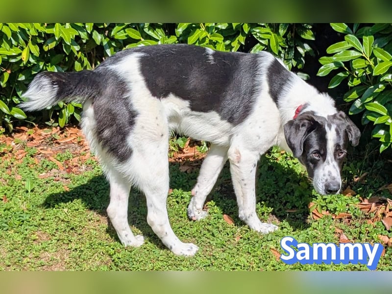 Sammy, 05/25 - verliert unverschuldet sein Zuhause, 66740 Saarlouis