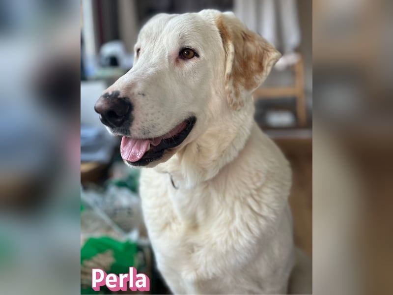 Perla, 05/22  - eine wahre Perle  wartet in 64756 Mossautal