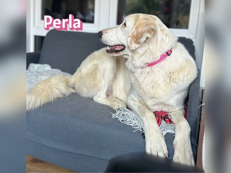 Perla, 05/22  - eine wahre Perle  wartet in 64756 Mossautal
