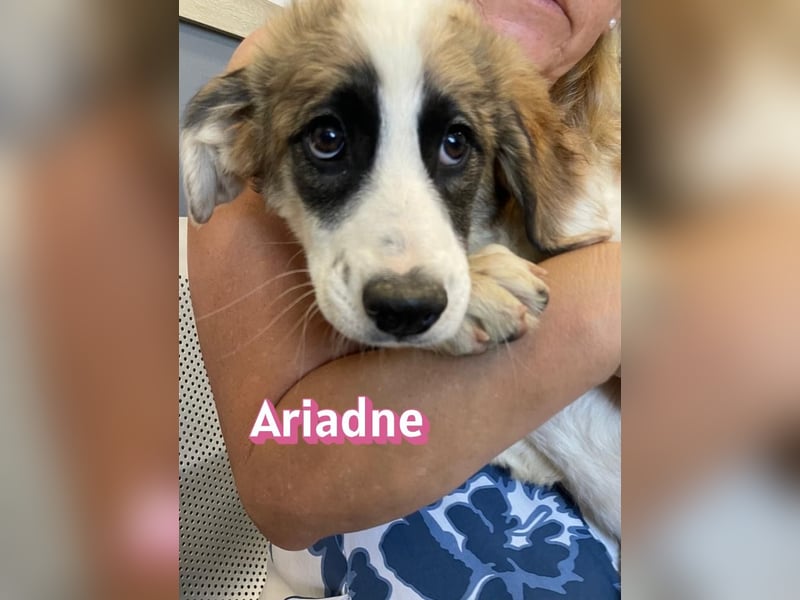 Ariadne, 03/26 - Baby sucht Familie